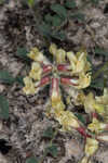 Bearded milkvetch